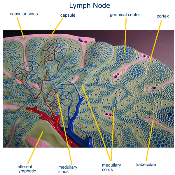 Immune Models 